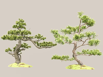 Elegant Bonsai Pine Trees With Twisted Trunks Green Foliage And Moss Mounds 3d model