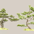 Pine Lohan pine welcome pine landscape tree modeling tree ornamental tree landscape sketch end view courtyard sketch 3d model
