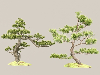 Pine Lohan pine welcome pine landscape tree modeling tree ornamental tree landscape sketch end view courtyard sketch 3d model