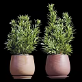 Three Green Bonsai Potted Plants in Terracotta Pots for Home Decor
