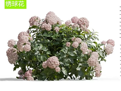 Beautiful Hydrangea Plant With Pink Flowers And Lush Green Leaves In Garden 3d model