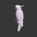 Detailed White Cockatoo Character With Yellow Crest Standing Gracefully On Black Surface