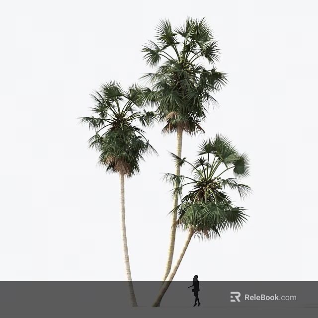 Tall Palm Trees with Slender Trunks and Lush Fronds against White Sky Background 3d model 