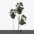 Modern Tree Sugar Palm Tree Landscape Tree 3d model