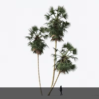 Tall Palm Trees with Slender Trunks and Lush Fronds against White Sky Background 3d model