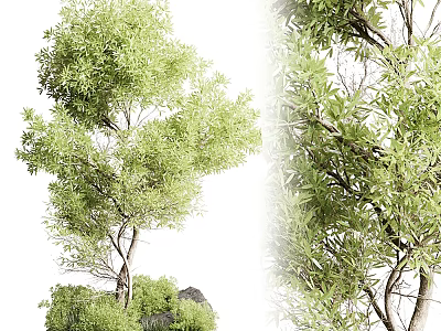 Tree Pit with Lush Green Trees and Natural Landscape Design Elements 3d model