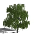 Tall Weeping Willow Tree With Lush Green Drooping Branches And Shadow