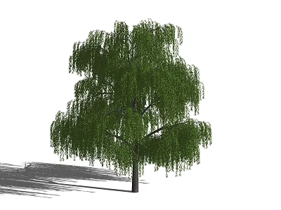 Tall Weeping Willow Tree With Lush Green Drooping Branches And Shadow 3d model