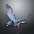 Flying Pigeon With Spread Wings Blue Purple Green Iridescent Feathers Red Feet Dark Background