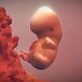 Human Fetus Development In Uterine Environment With Amniotic Fluid And Placenta