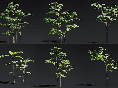 Green Leafy Plants In Various Forms With Branch Structures On Black Background 3d model