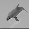 Gray Dolphin 3D Model With Open Mouth Shiny Surface And Reflection 3d model