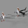 Pelicans In Various Postures Standing And Spreading Wings With White Gray Plumage