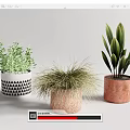 Varied Potted Plants With Geometric Pattern Textured And Solid Color Planters