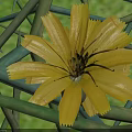 Bright Yellow Flower with Green Leaves and Stems in Natural Garden