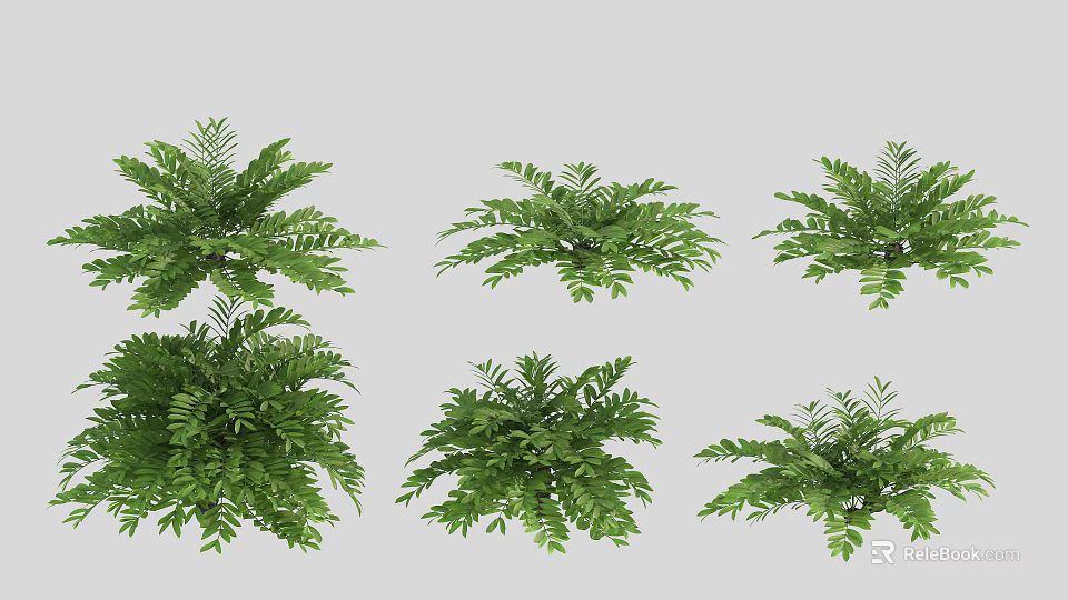 Green Fern Plants in Different Shapes Potted on Light Gray Background 3d model 