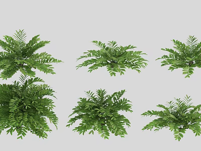 Green Fern Plants in Different Shapes Potted on Light Gray Background 3d model