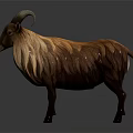 The Brown Goat with Curved Horns and Long Hair Standing Against Gray Background