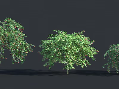 Three Lush Green Shrubs With Red Berries And Shadows On Dark Background 3d model