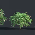 Three Lush Green Shrubs With Red Berries And Shadows On Dark Background