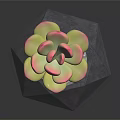 Geometric Gray Planter with Pink Green Succulent Plant on Black Glossy Surface with White Pebbles