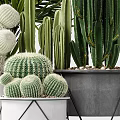 Diverse Bonsai Potted Plants With Cacti Palm Leaves And White Gray Pots