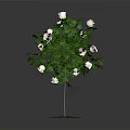 Green Leaf Plant With White Flowers And Root In Soil On Dark Background