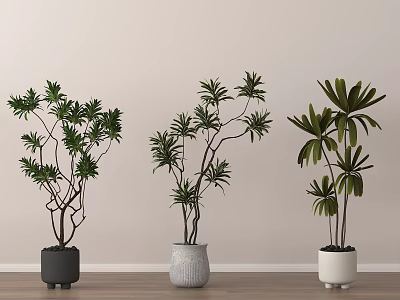 Three Indoor Bonsai Potted Trees with Different Colored Pots on Wooden Floor Light Wall 3d model