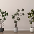 Three Indoor Bonsai Potted Trees with Different Colored Pots on Wooden Floor Light Wall