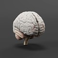 Brain 3d model