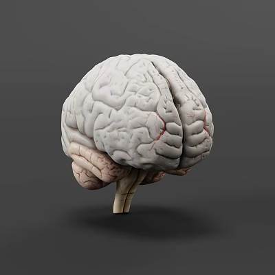 Man Examining 3D Human Brain Model With Visible Gyri Sulci And Gray Background 3d model