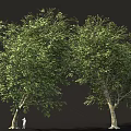 Tall Lush Green Tree With Small Person Standing Beside Its Trunk