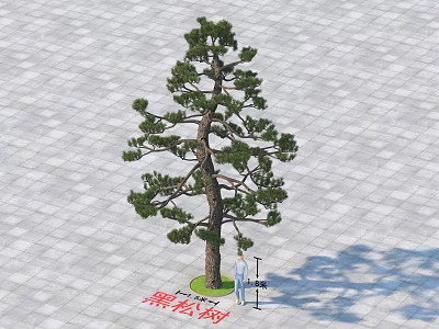 Tall Evergreen Black Pine Tree on Paved Ground with Person for Scale 3d model