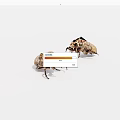 Detailed View Of Two Brown Beetles With Intricate Patterns On White Background