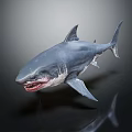 Gray Shark With Open Mouth And Sharp Teeth In 3D Model On Dark Background 3d model