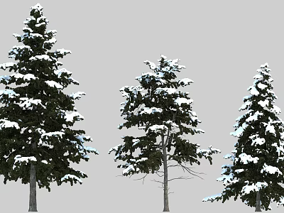 Tall Evergreen Trees With Snow Covered Branches And Natural Winter Scene Details 3d model