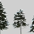 Tall Evergreen Trees With Snow Covered Branches And Natural Winter Scene Details
