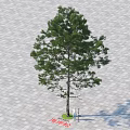 Tall Arbor With Thick Trunk And Green Foliage On Patterned Paved Ground 3d model