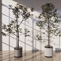 Bonsai Trees Indoor with Cylindrical Vertical Stripe Pots and Window Light Shadows on Wooden Floor