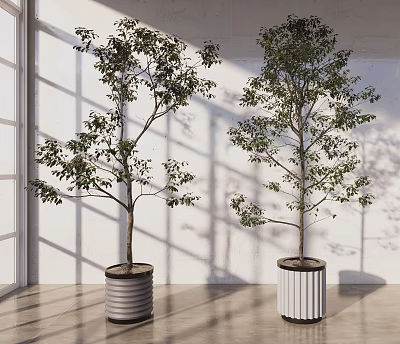 Bonsai Trees Indoor with Cylindrical Vertical Stripe Pots and Window Light Shadows on Wooden Floor 3d model