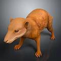 Small Brown Mammal With Long Snout Sharp Claws In Standing 3D Pose On Dark Background