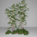 Bamboo Decorative Plant With Green Leaves Red Stems And Lush Surrounding Foliage