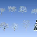 Diverse Winter Plants White Silhouette Collection With Trees Shrubs And Pine On Black Background