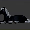Black Horse With White Mane Tail And Legs Lying On Gray Background