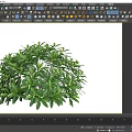 Round Green Shrub With Lush Dense Foliage And Vibrant Green Leaves
