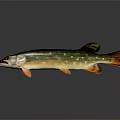 Colorful Aquatic Pike Fish With Green Brown Stripes Orange Fins And Spots