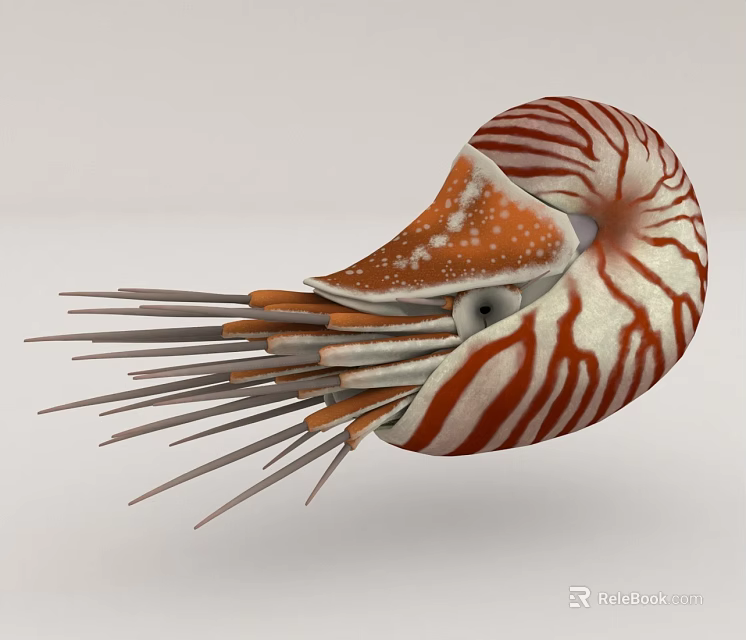 Nautilus Aquatic Animal With Spiral Shell Red And White Stripes And Long Slender Tentacles 3d model 