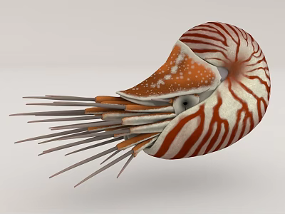 Nautilus Ancient creatures 3d model