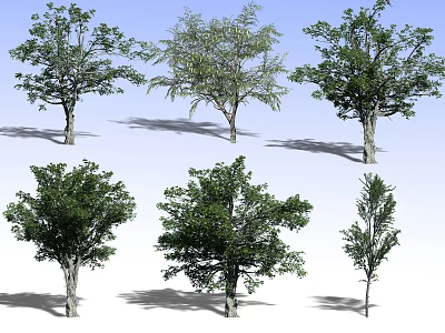 Different Types of Arbor Trees Showcasing Diverse Foliage and Unique Canopy Structures 3d model