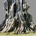 Ancient Tree With Gnarled Twisted Exposed Roots At Base And Green Grass Around Trunk